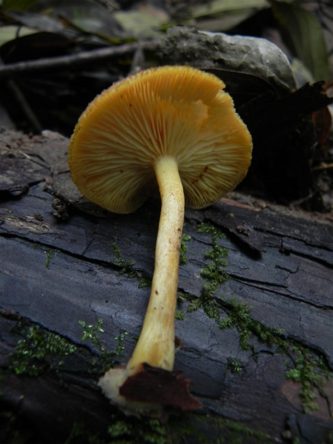 e0352220_22053478.jpg