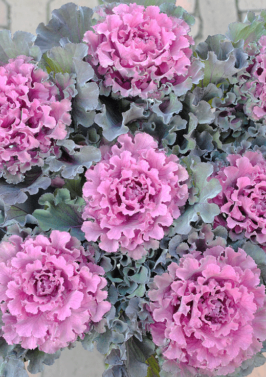 a0001354_22384046.gif