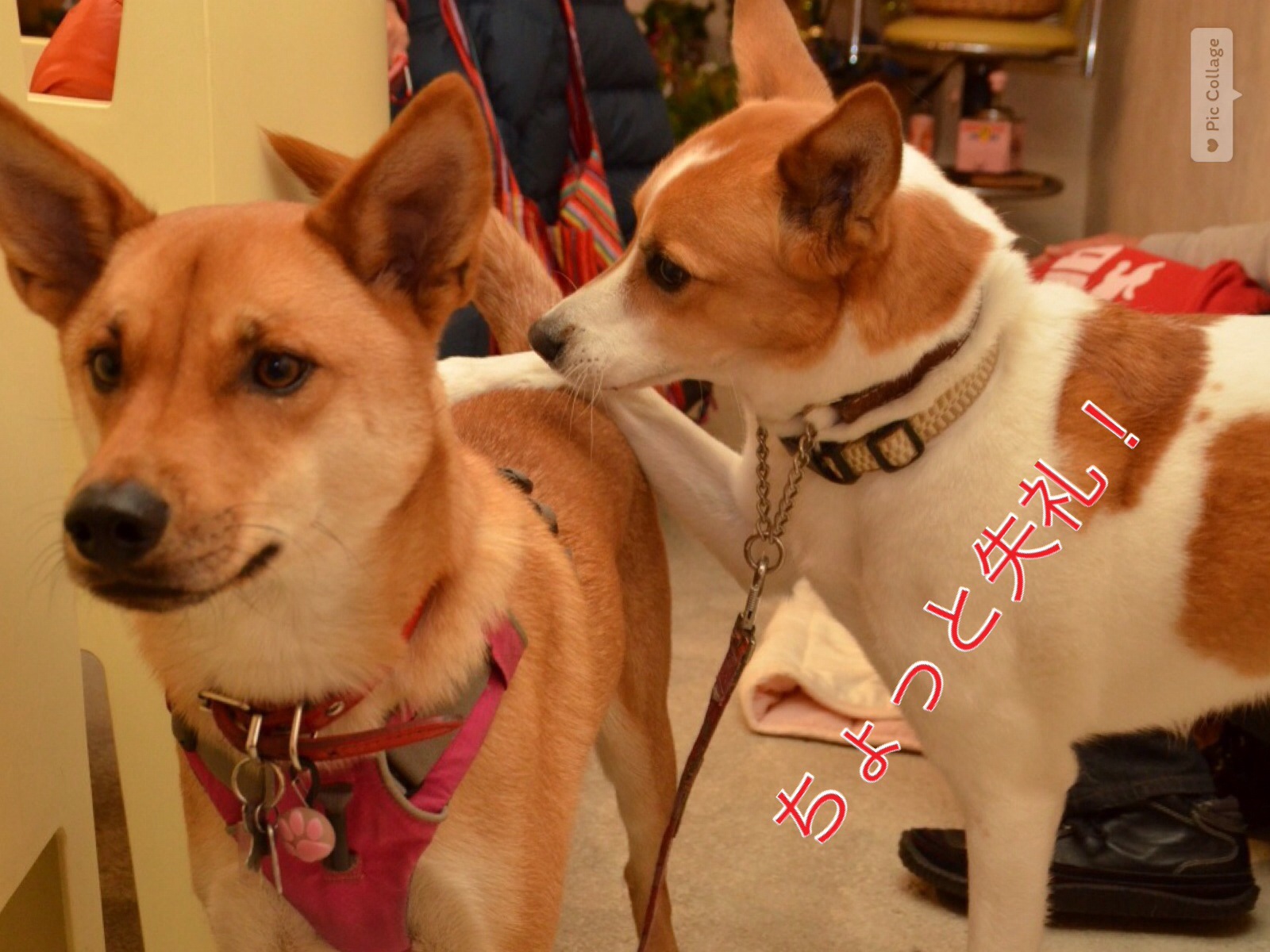 c0123890_2155565.jpg