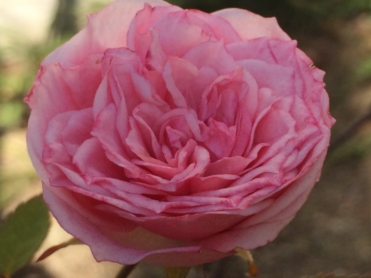 f0201297_14234219.jpg