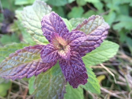 f0201297_14264525.jpg