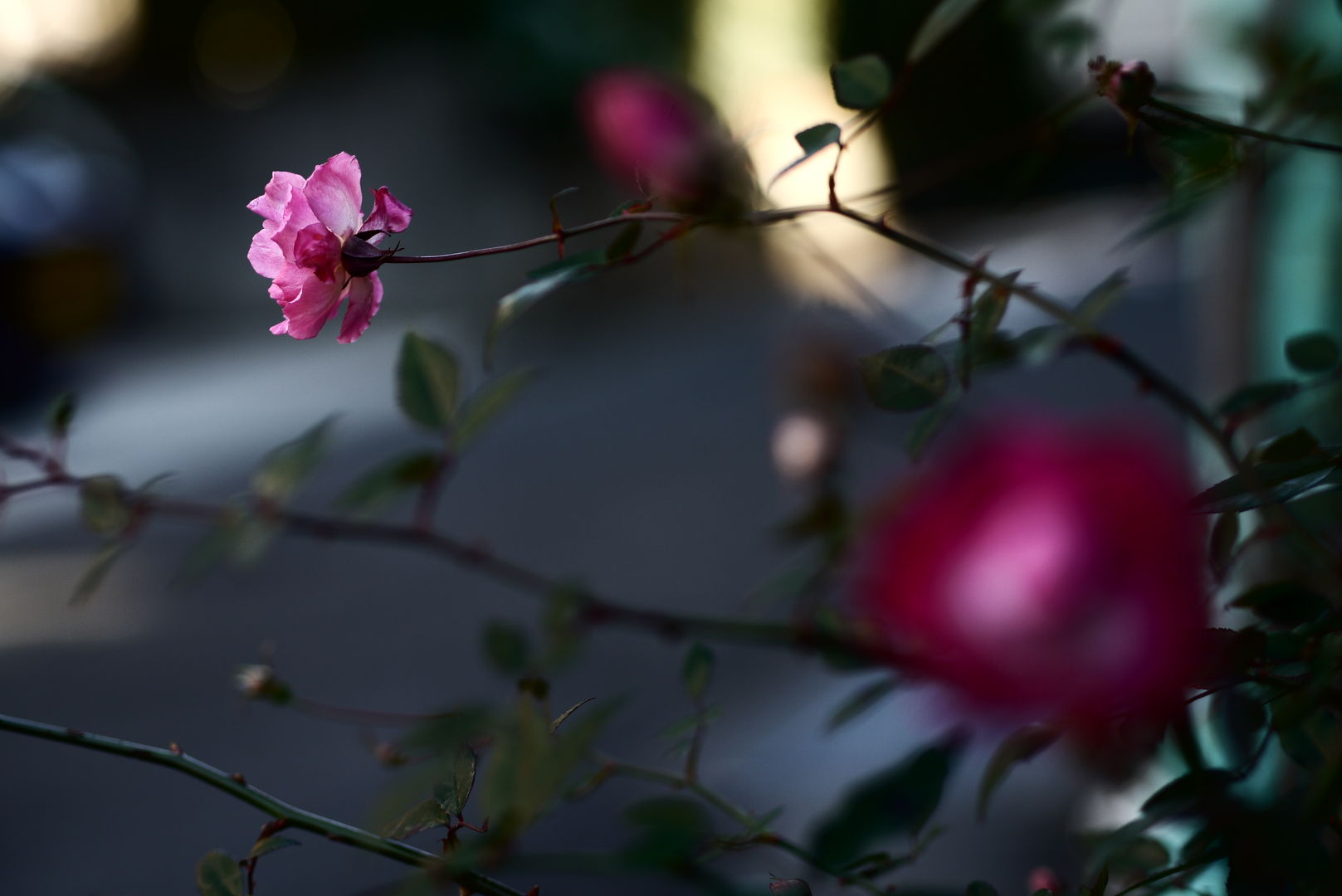 a0063552_7254181.jpg
