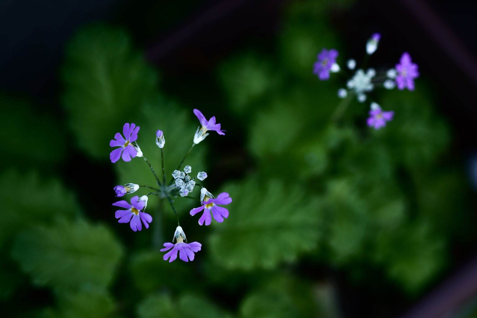 a0063552_7255660.jpg