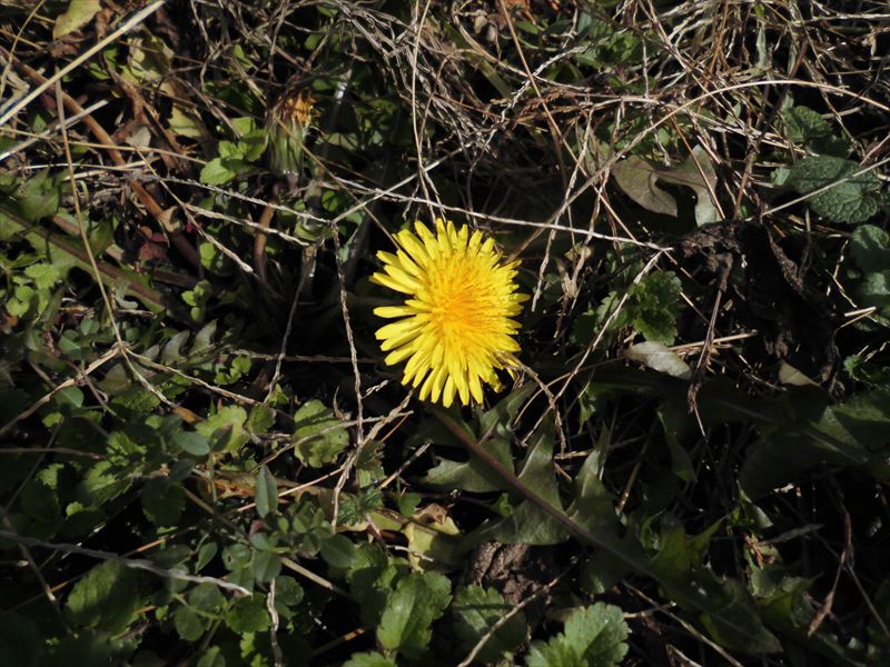 c0108198_168636.jpg