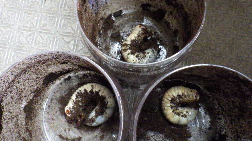 c0337631_17043111.jpg