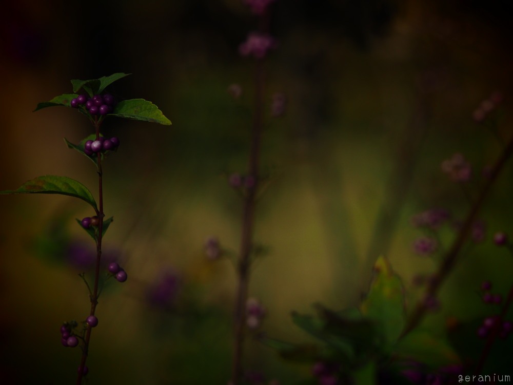 c0133533_223421.jpg