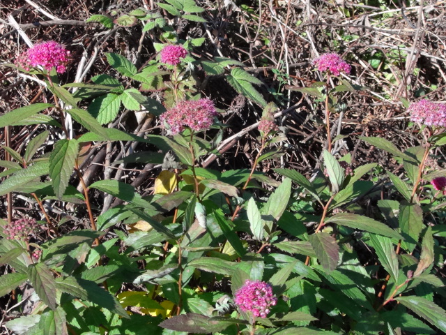 f0231709_1519559.jpg