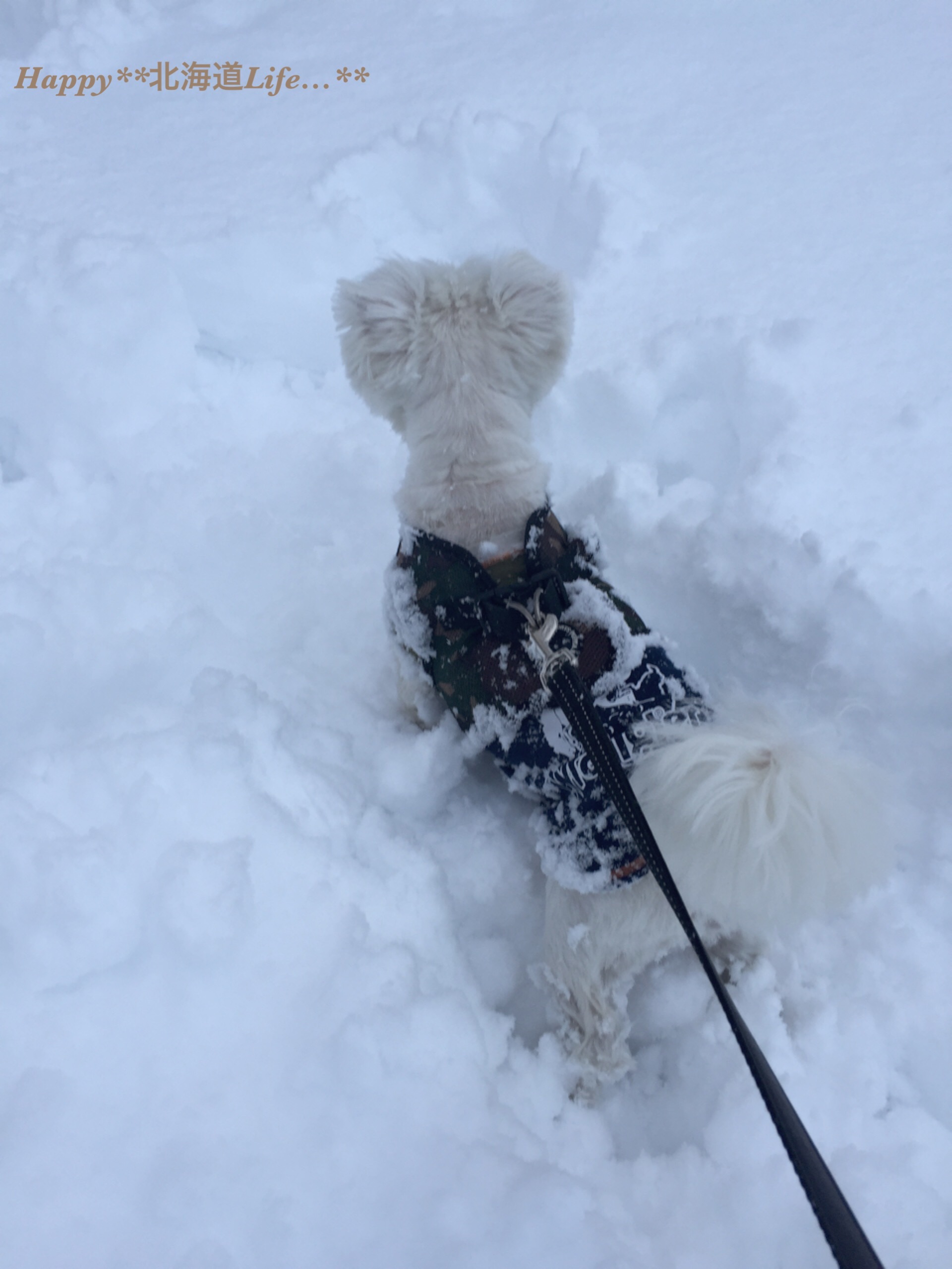 a0337860_22015751.jpeg