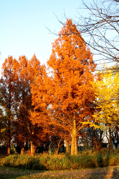 e0071225_2243132.jpg