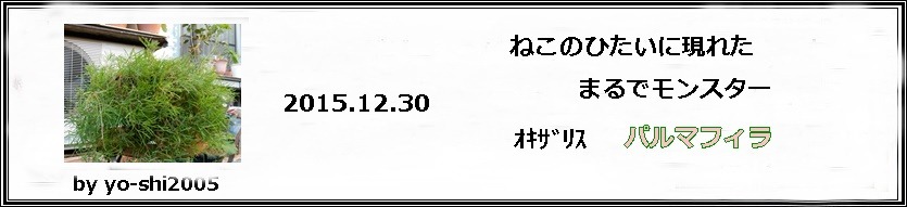 e0033229_17222665.jpg