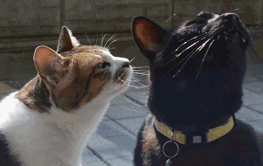 c0136736_21535068.gif