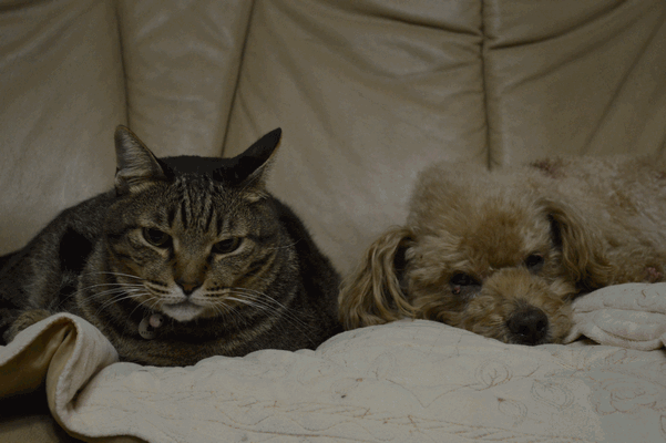 c0136736_21551518.gif