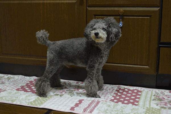 c0136736_21565439.gif