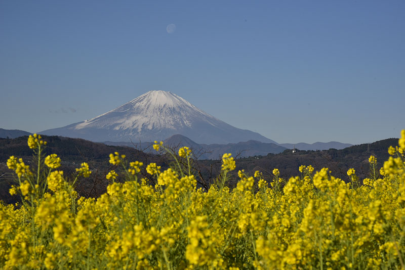 b0042837_514460.jpg