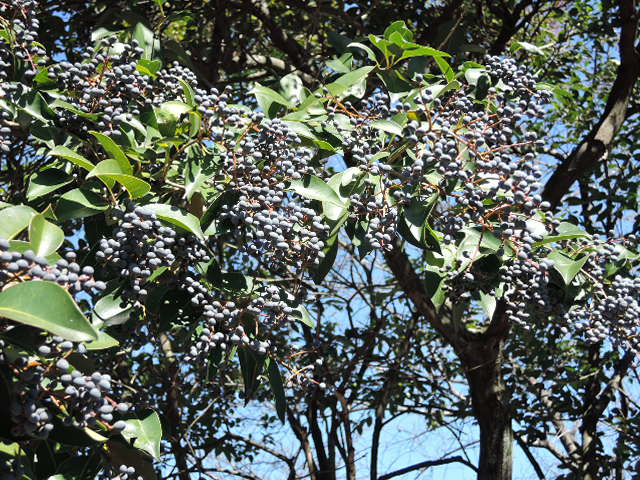 a0250553_161540100.jpg