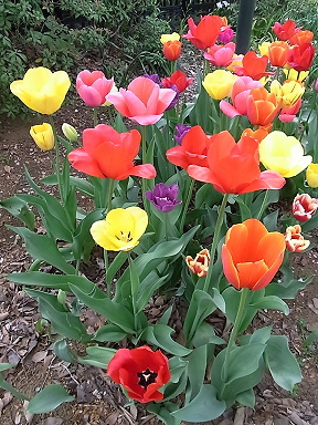 e0041168_10462468.jpg