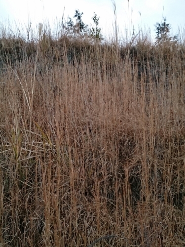 a0164657_21034378.jpg