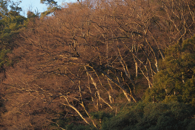 e0346064_1549311.gif
