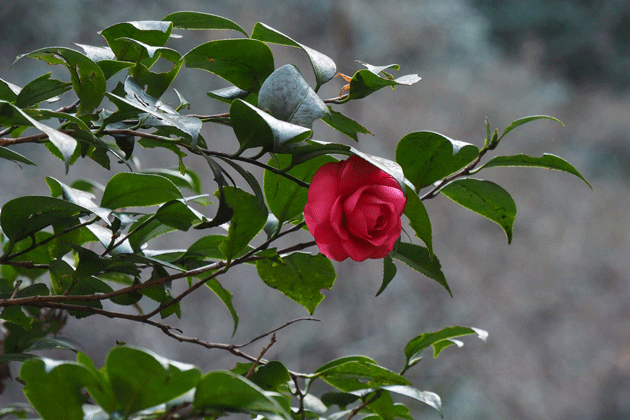 e0346064_15501312.gif