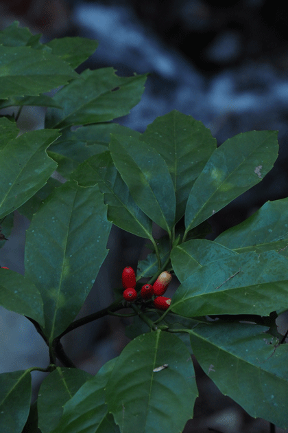 e0346064_1550217.gif