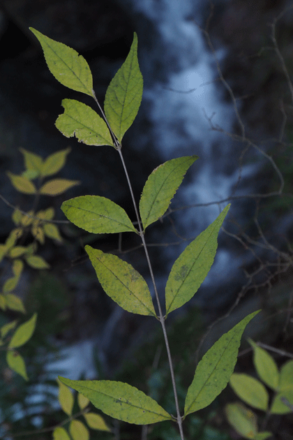 e0346064_15502844.gif