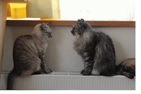c0213598_20143877.gif