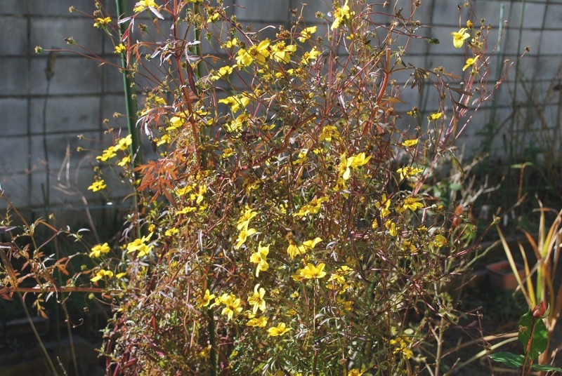 e0025300_1446729.jpg