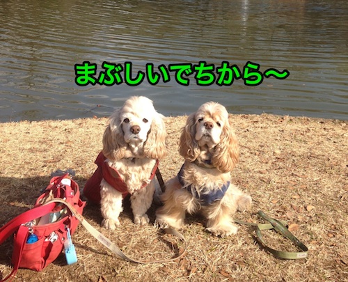 にほんブログ村 犬ブログ アメリカンコッカースパニエルへ