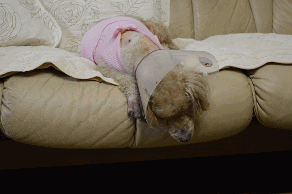 c0136736_9521417.gif
