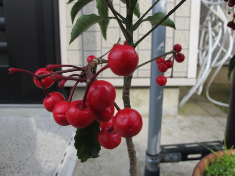 d0226259_1126219.jpg