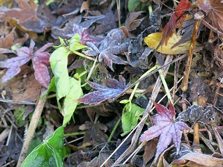 e0130185_21141957.jpg