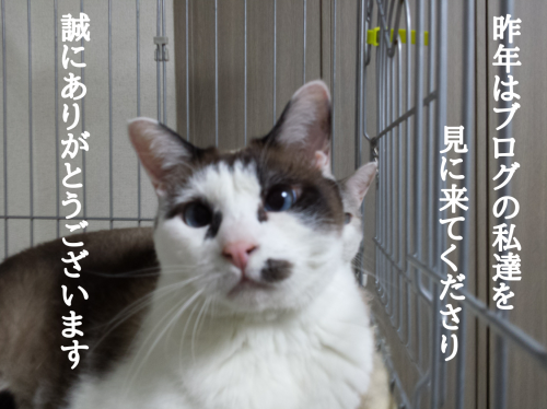 c0342535_19362041.png