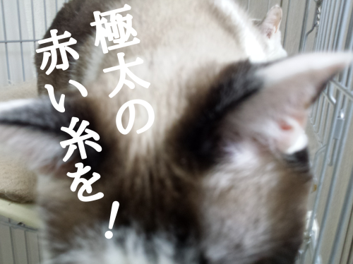 c0342535_19383546.png