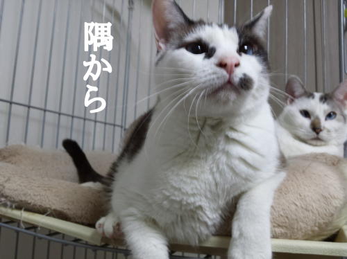 c0342535_19413058.png