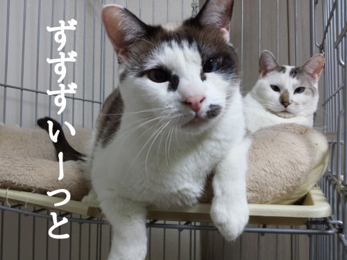 c0342535_19420840.png