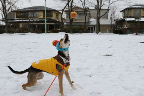 b0031538_22295451.gif