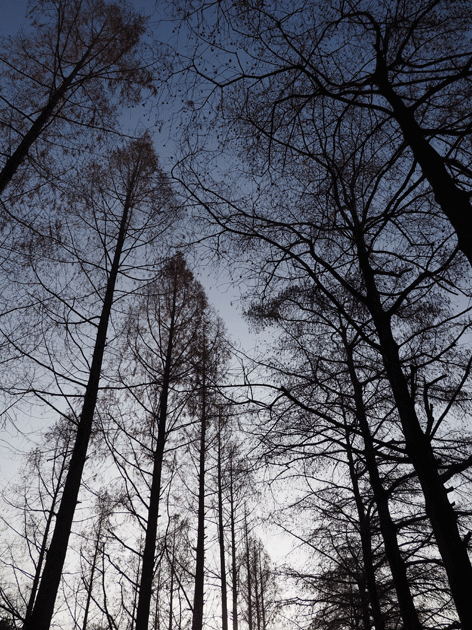 e0346064_18553527.gif