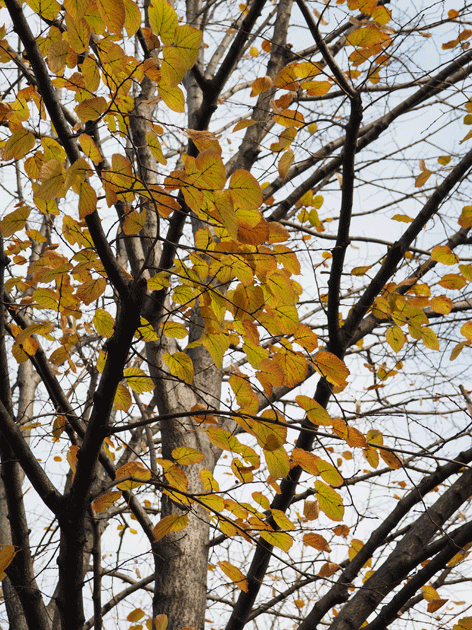 e0346064_18562284.gif