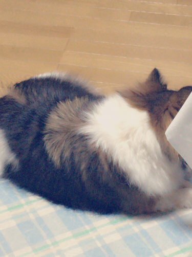 a0327479_23252597.jpg