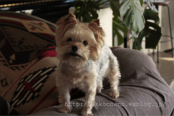 f0128096_13145260.gif