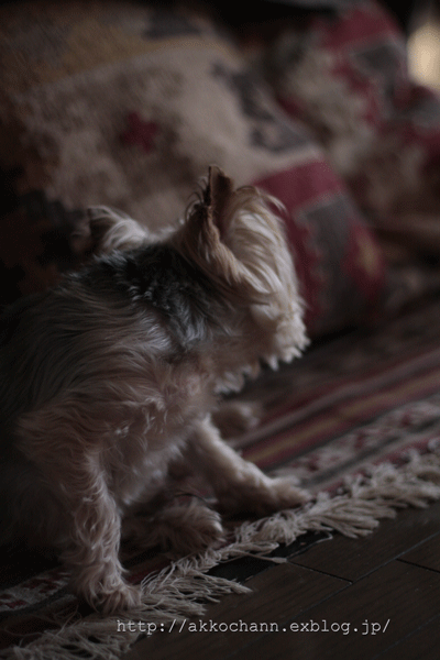 f0128096_13155165.gif