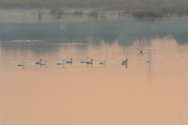 d0290240_16052414.gif