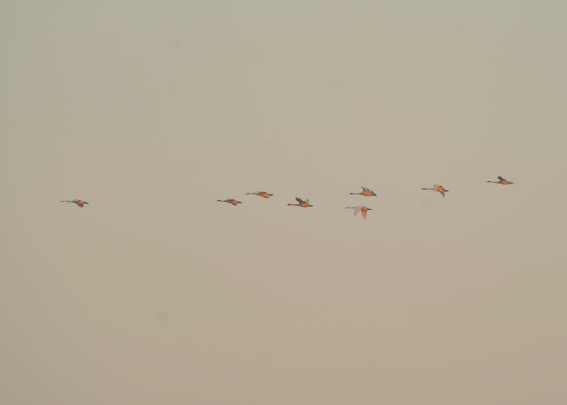 d0290240_16070819.gif