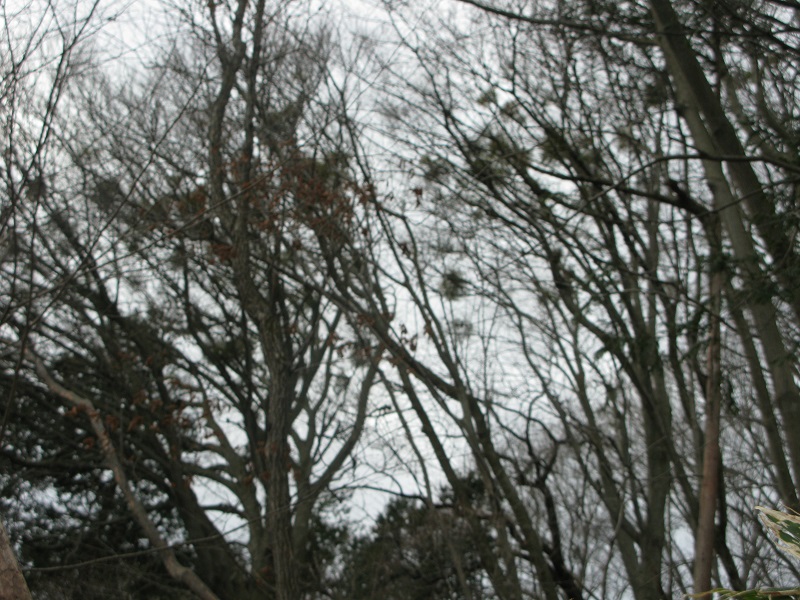 d0333943_14563960.jpg