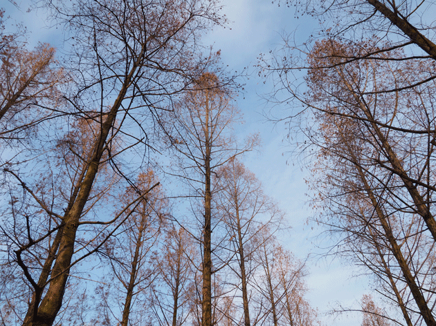 e0346064_1715992.gif
