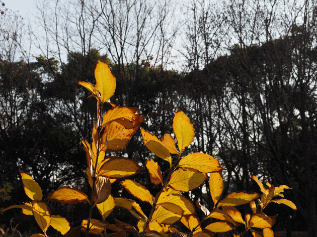 e0346064_1721947.gif