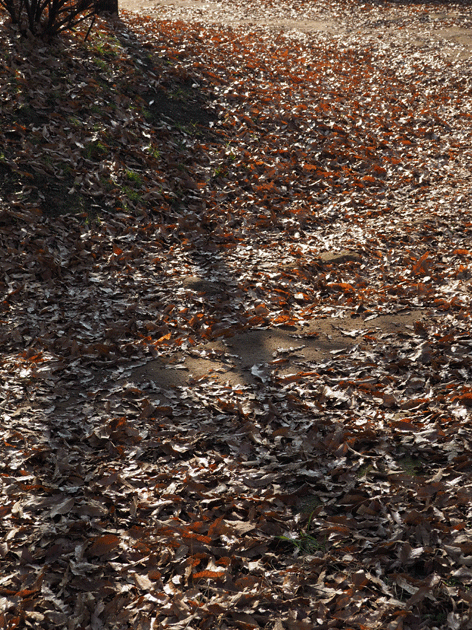 e0346064_1724683.gif