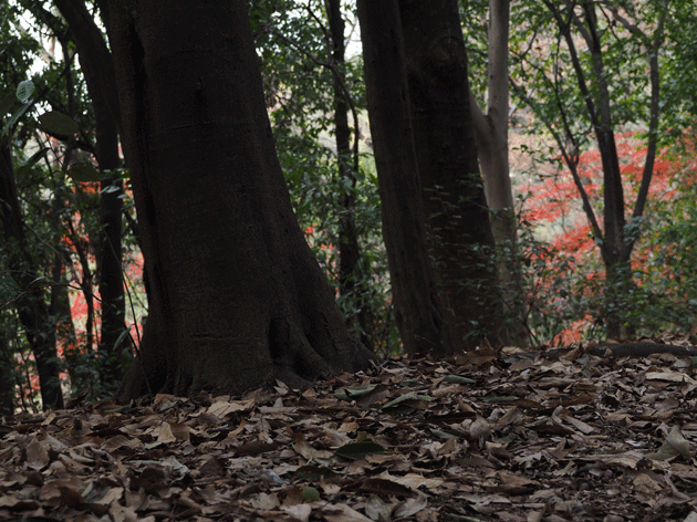e0346064_1725524.gif
