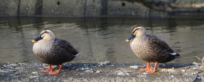 c0280322_13221299.jpg