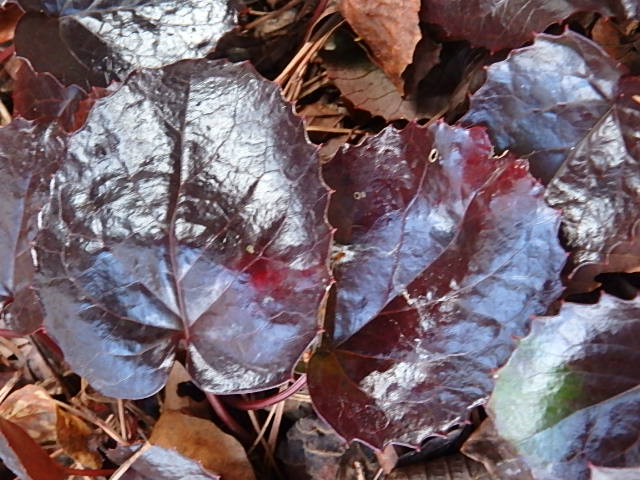 f0334143_12443578.jpg